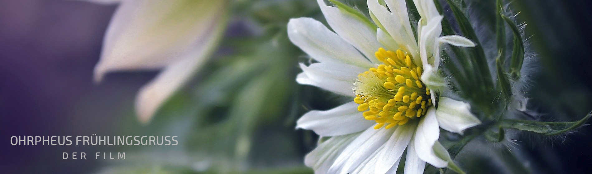 OHRpheus Frühlingsgruß Slider